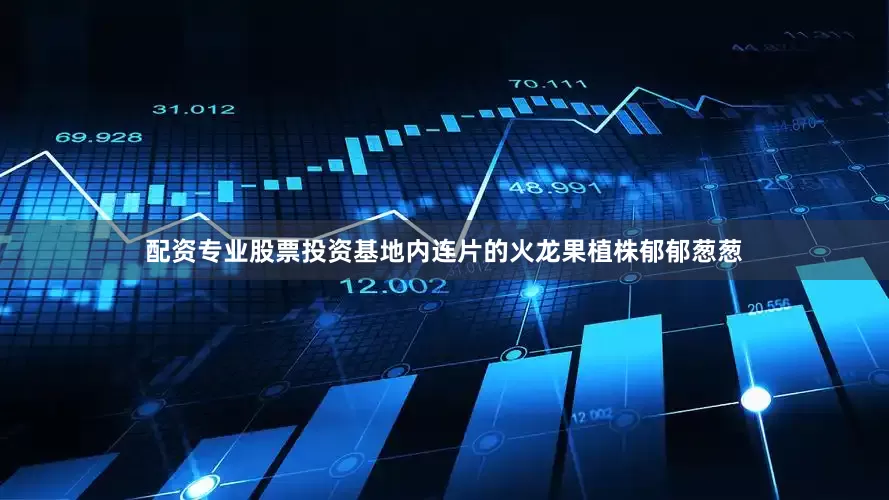配资专业股票投资基地内连片的火龙果植株郁郁葱葱